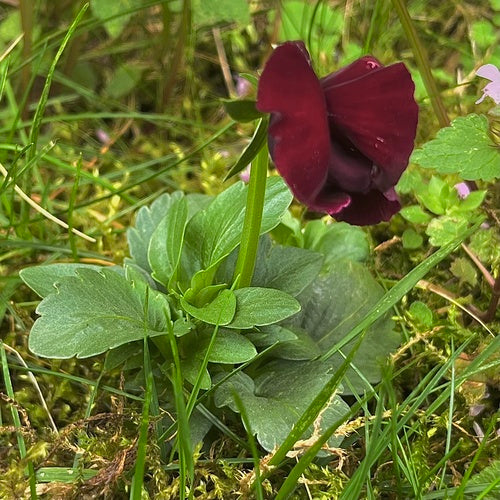 Viole del pensiero da giardino — Bild 5