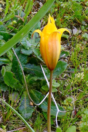 Tulipano da giardino — Bild 4