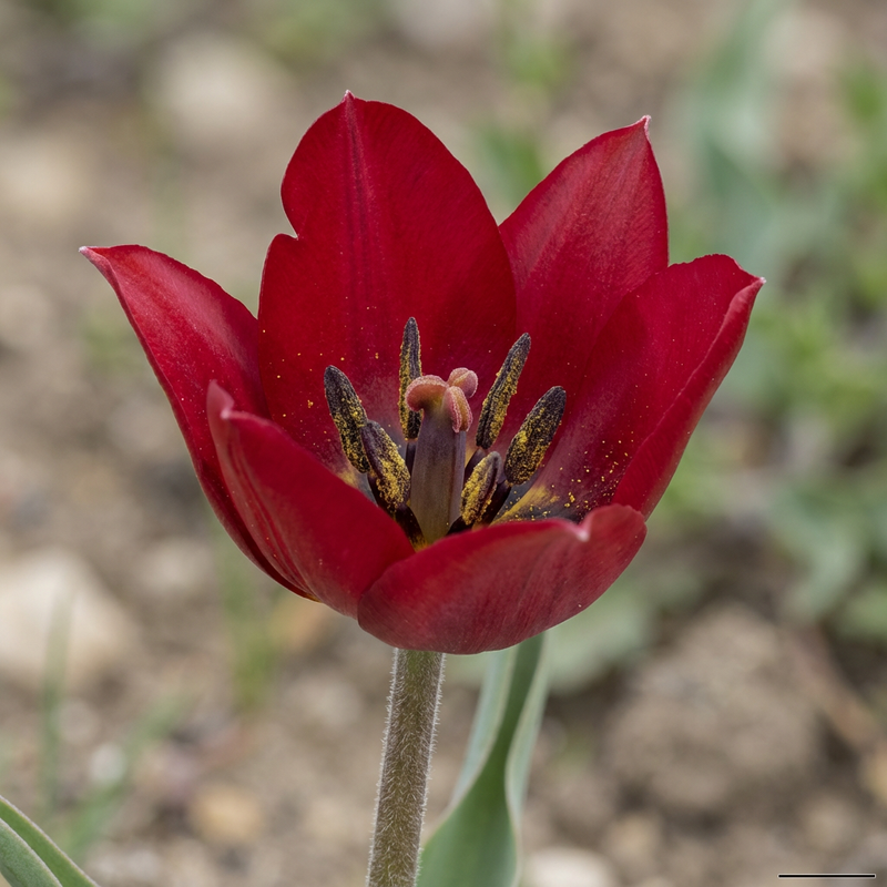 Tulipano da giardino