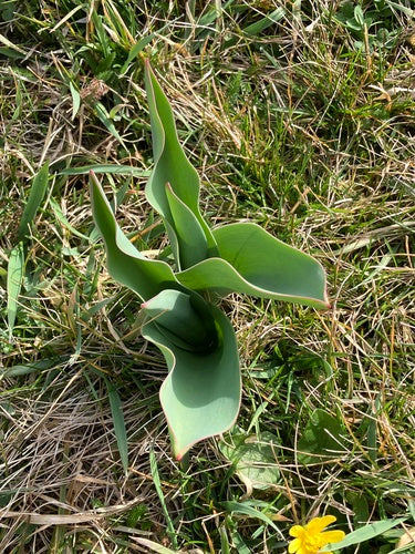 Tulipano da giardino — Bild 5