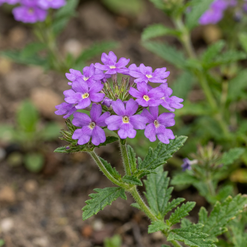 Verbena da giardino