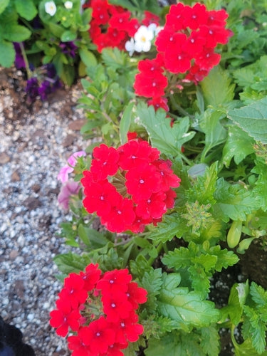 Verbena da giardino — foto 5 di 5