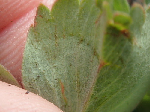 Fragola da giardino — Bild 3