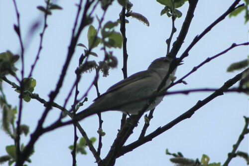 Cani da giardino — foto 3 di 8