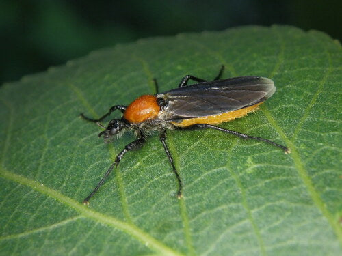 Moscerino dei capelli del giardino — Bild 5