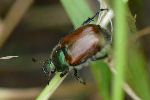 Scarabeo delle foglie da giardino — Bild 3
