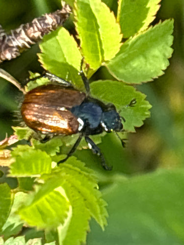 Scarabeo delle foglie da giardino — Bild 5