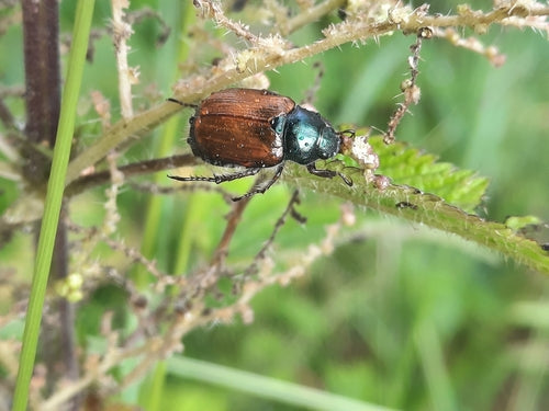 Scarabeo delle foglie da giardino — Bild 4