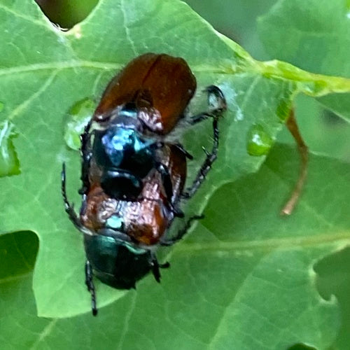 Gartenlaubkäfer - Bild 2