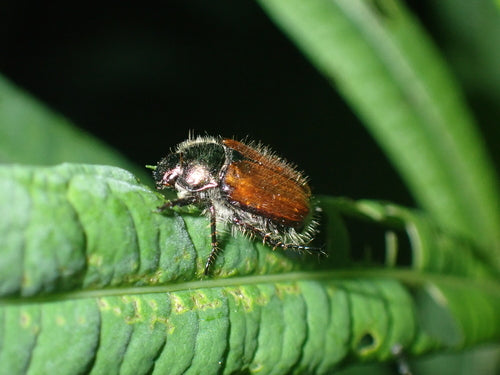 Gartenlaubkäfer - Bild 4