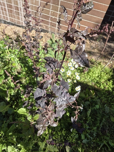 Frutteto da giardino — Bild 5
