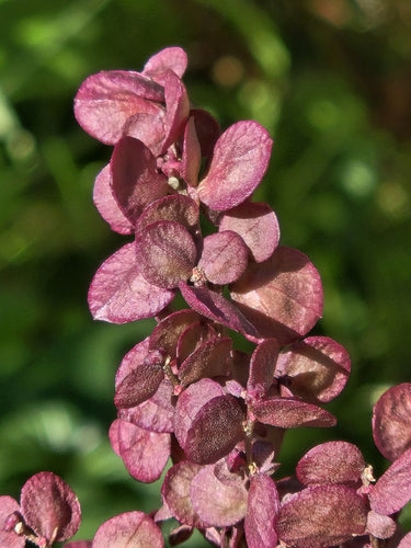 Frutteto da giardino — Bild 4