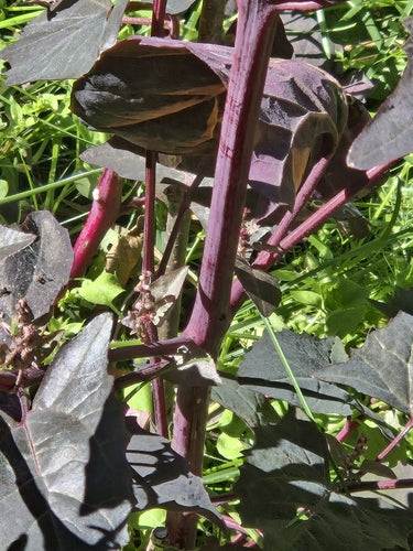 Frutteto da giardino — Bild 3