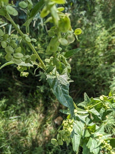 Frutteto da giardino — foto 5 di 9