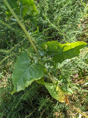 Frutteto da giardino — foto 4 di 9