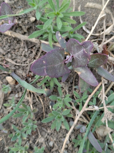 Frutteto da giardino — foto 2 di 9