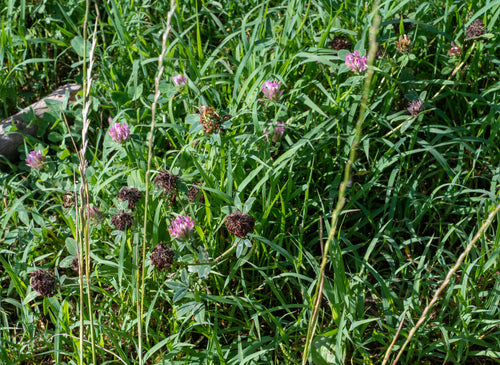 Rosa da giardino — Bild 3