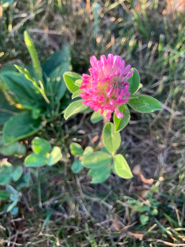 Rosa da giardino — Bild 4