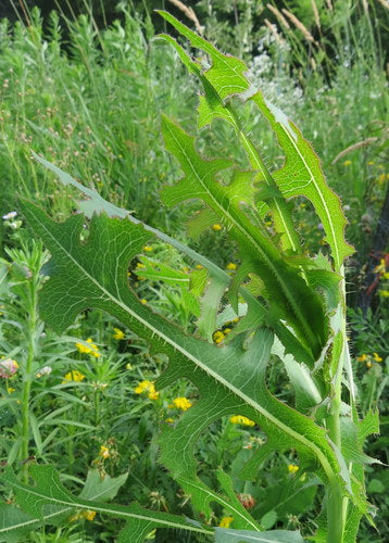 Insalata dell'orto — Bild 5