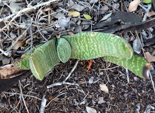 Gasteria — foto 5 di 7