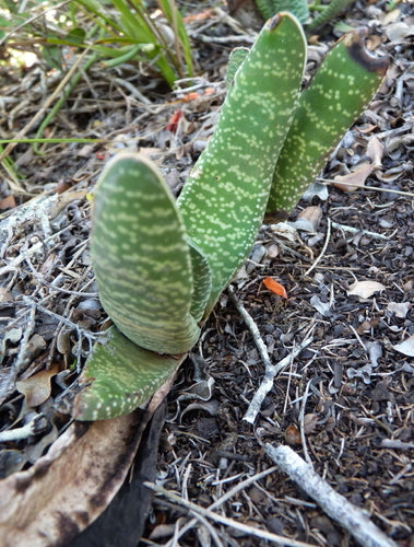 Gasteria — foto 4 di 7