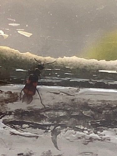 Scarabeo della verruca fasciato — Bild 3