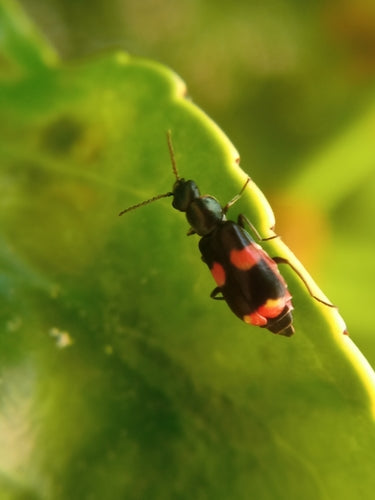 Scarabeo della verruca fasciato — Bild 5