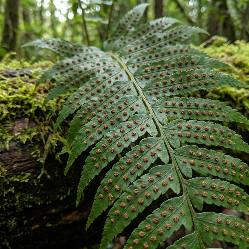 Piante con spore vascolari