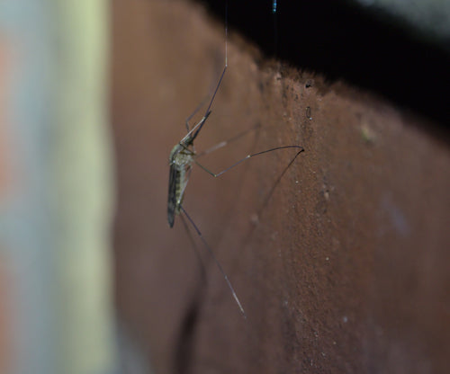 Zanzara della febbre maculata — Bild 1