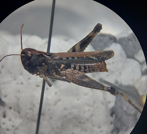 Cricket maculato del club — Bild 4