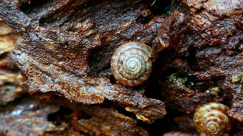Lumaca a ciotola maculata — Bild 4