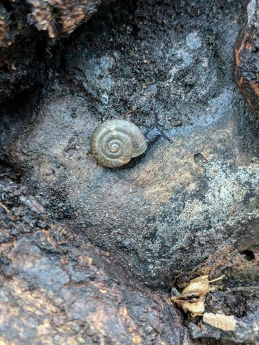 Lumaca a ciotola maculata — Bild 5