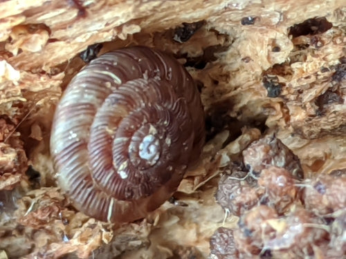 Lumaca a ciotola maculata — Bild 3