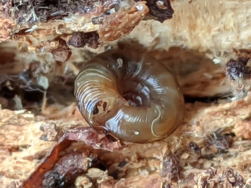 Lumaca a ciotola maculata — Bild 2