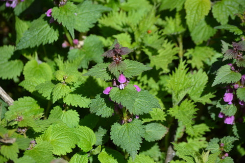 Ortica maculata — Bild 2
