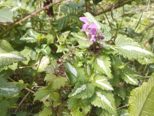 Ortica maculata — Bild 5