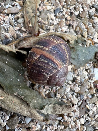 Lumaca romana maculata — Bild 4