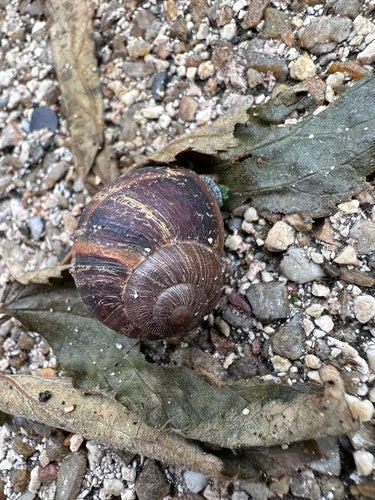Lumaca romana maculata — Bild 3