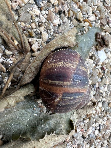 Lumaca romana maculata — Bild 2