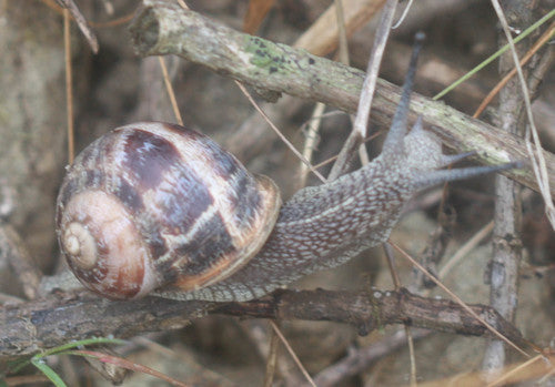Lumaca romana maculata — Bild 5