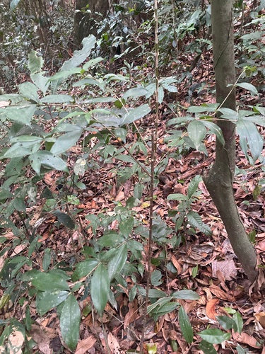 Albero del drago maculato — Bild 5