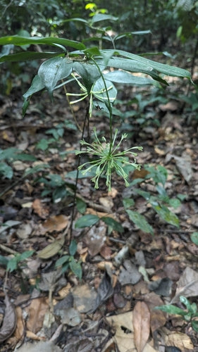 Albero del drago maculato — Bild 3