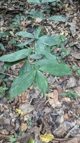 Albero del drago maculato — Bild 2
