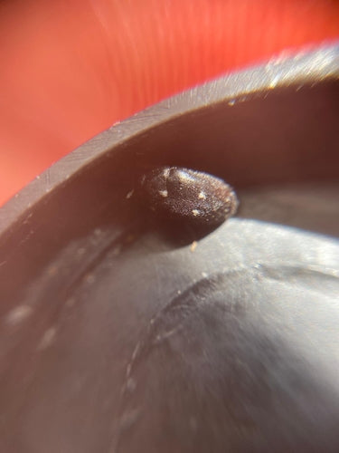 Scarabeo di pelliccia maculato — foto 4 di 51