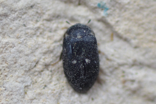 Scarabeo di pelliccia maculato — Bild 2