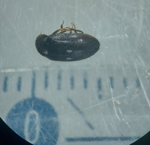 Scarabeo di pelliccia maculato — Bild 5