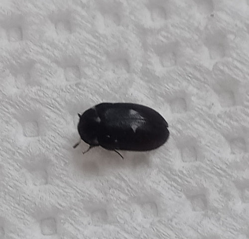 Scarabeo di pelliccia maculato — Bild 4