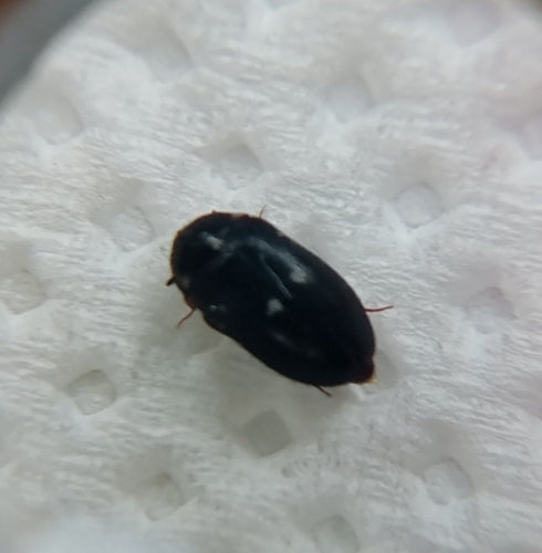 Scarabeo di pelliccia maculato — Bild 3