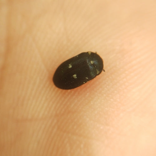 Scarabeo di pelliccia maculato — foto 3 di 51