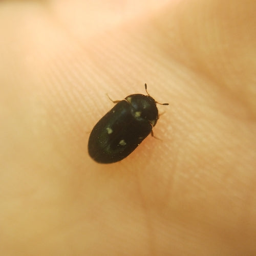 Scarabeo di pelliccia maculato — foto 2 di 51